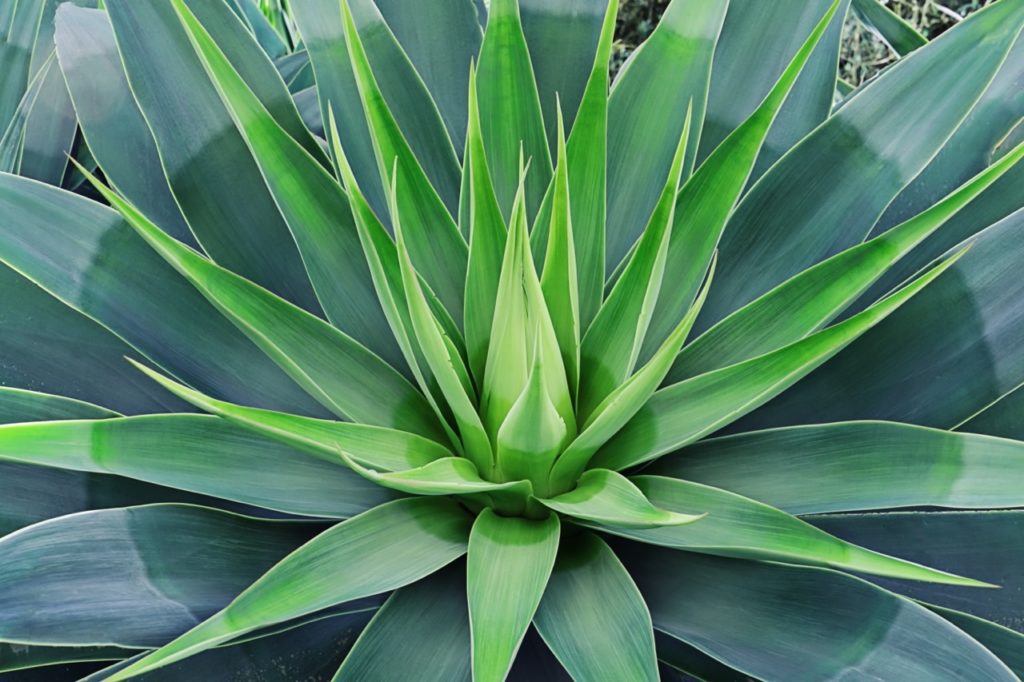 Agave Drought Tolerant Plant
