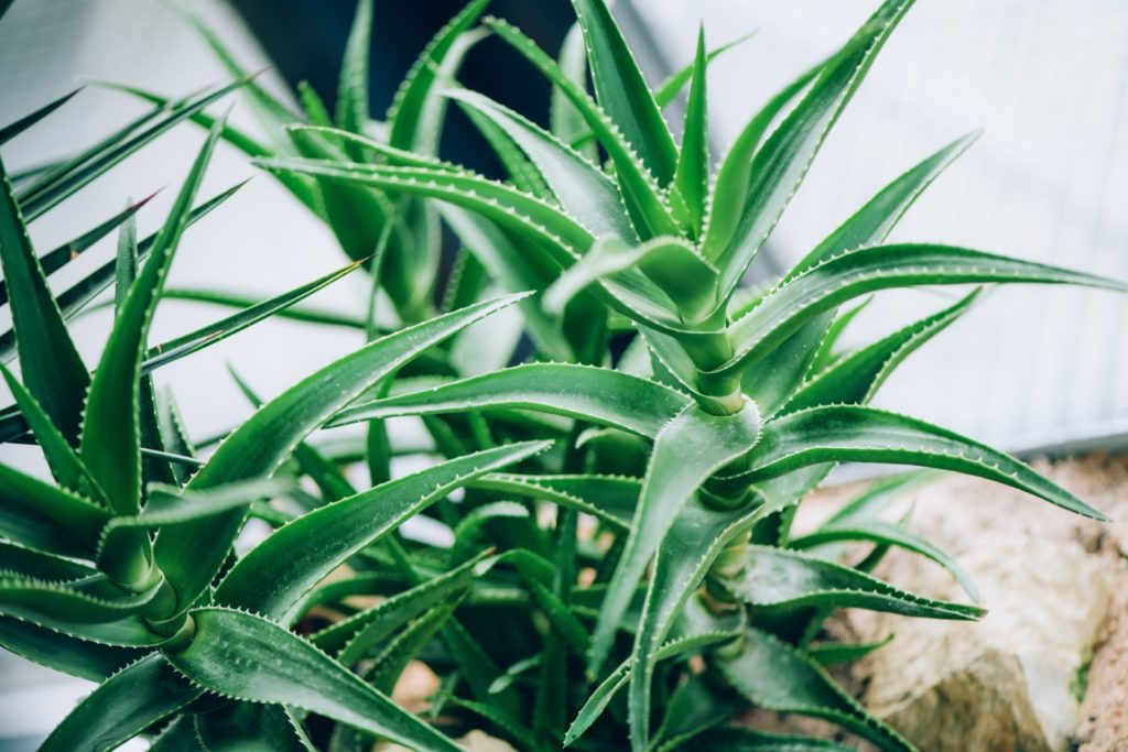 Aloe Vera Drought Tolerant Plant
