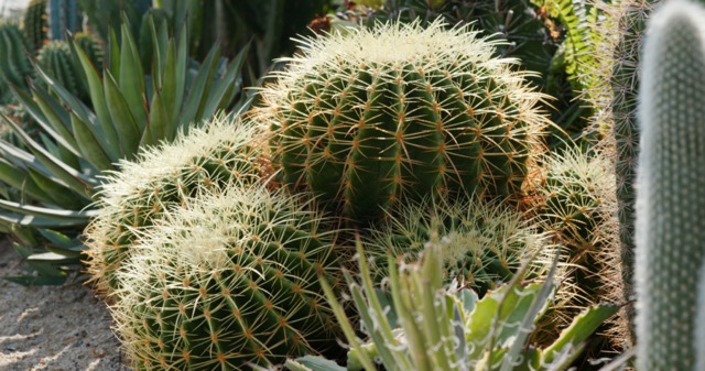 Cactus Drought tolerant plant
