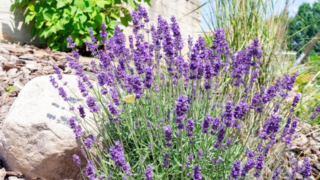 Lavender Drought-Tolerant Plant For North Texas

