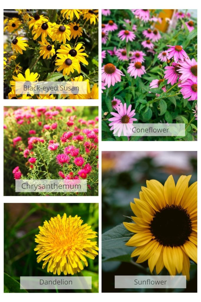 Drought Resistant flowers for North Texas Landscaping
