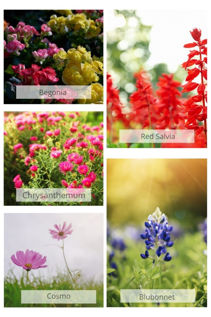 Examples of Drought Tolerant flowers to use in North Texas
