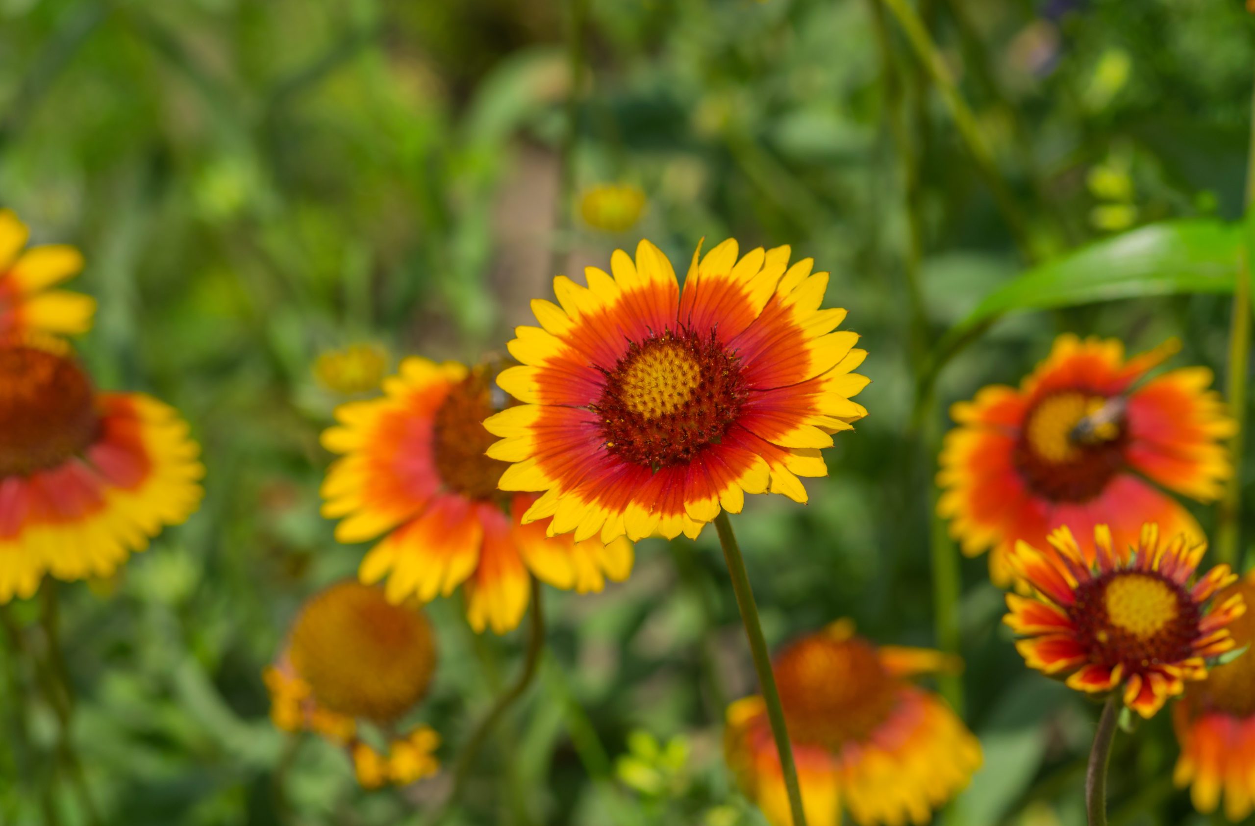 Indian Blanket flower does well in Texas heat waves