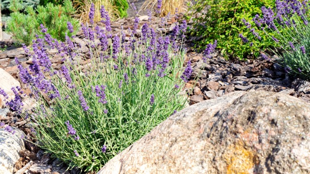 Lavender Used In Drought Tolerant Landscaping
