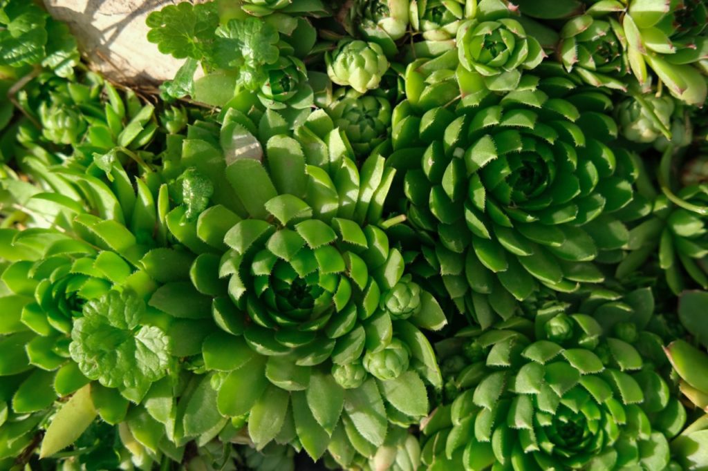 Sedum plant
