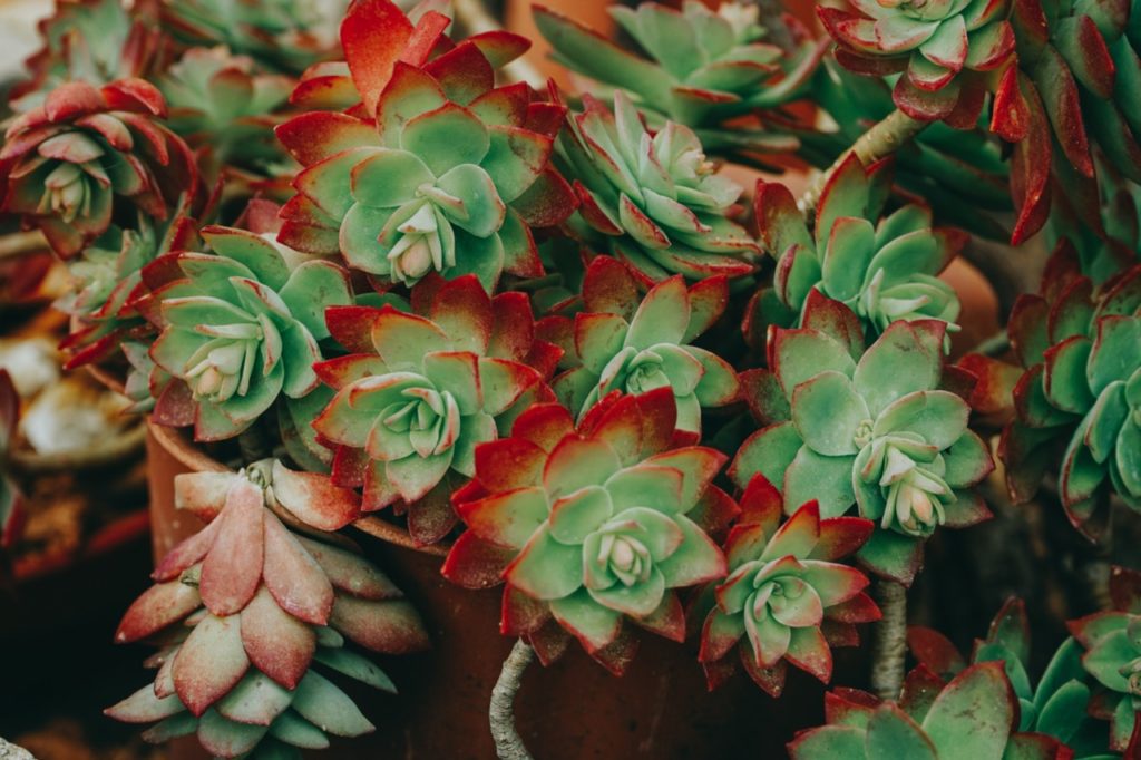 Sedum Drought tolerant plant
