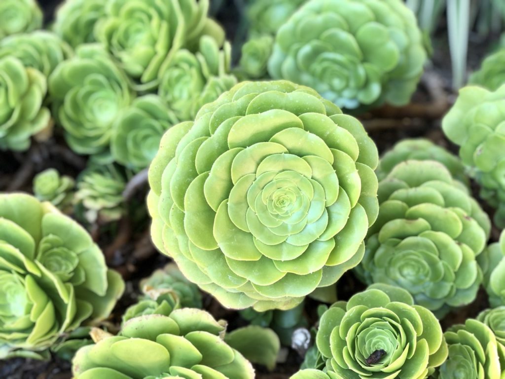 Succulent drought tolerant plant
