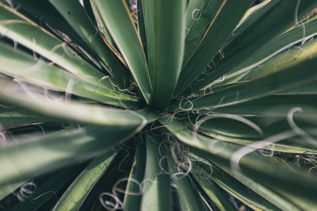 Yucca drought resistant plant
