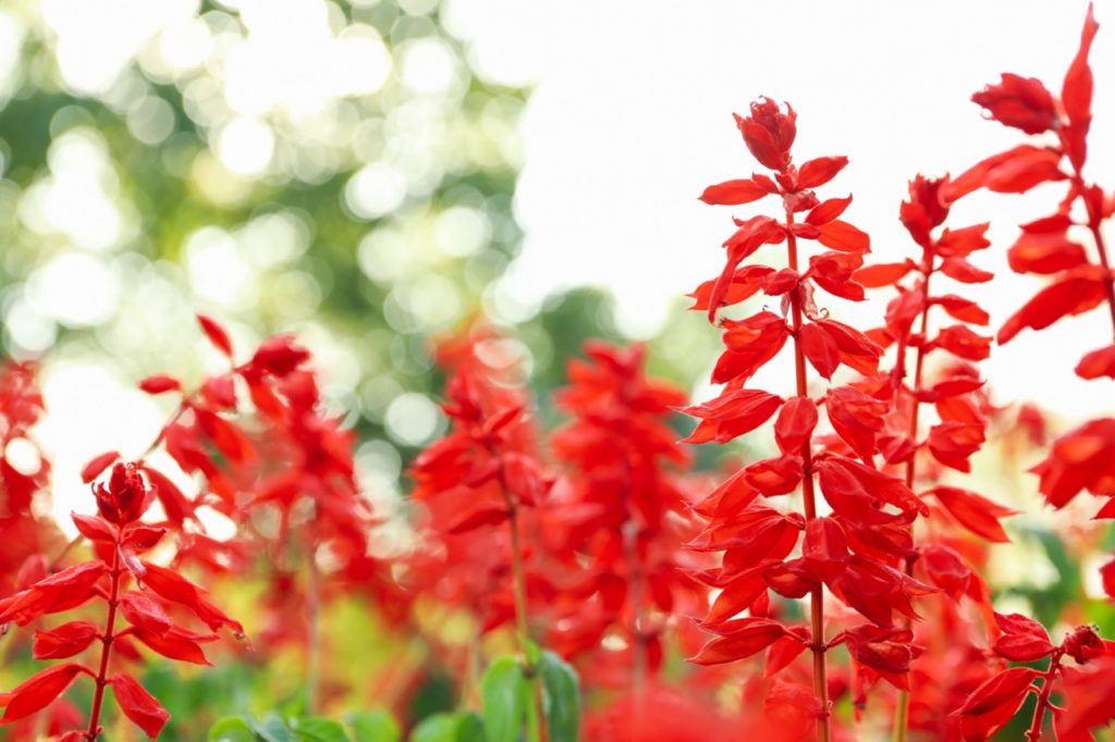 Red Salvia is drought tolerant plant native to North Texas