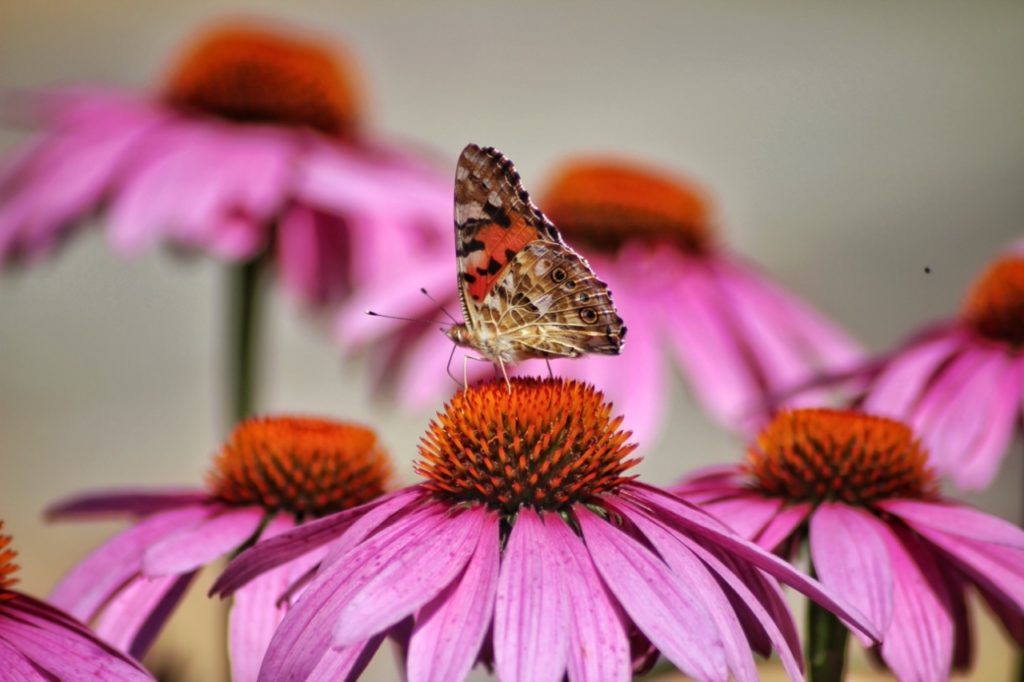 Coneflowers can withstand heat