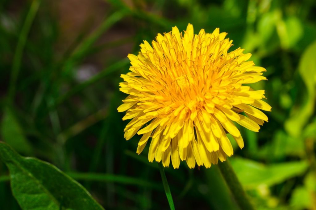 Dandelion can tolerate North Texas heat