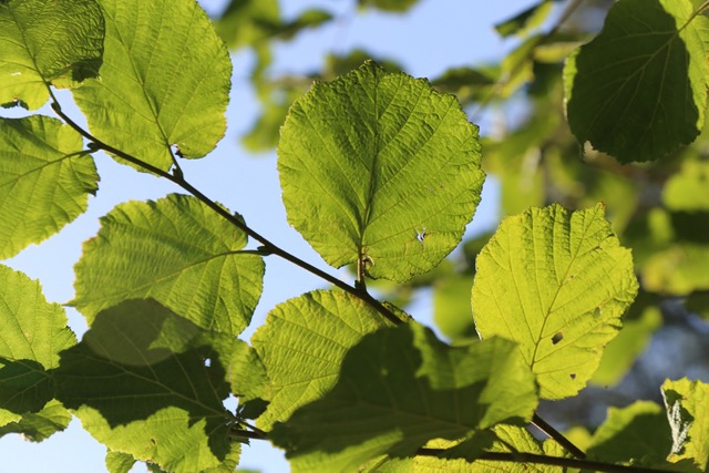 Alder Tree