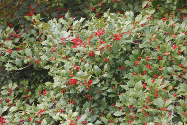 American Holly Tree