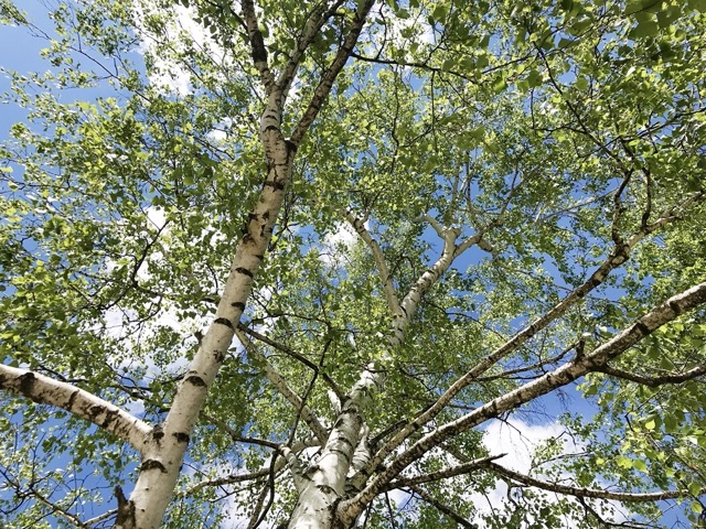 Birch Tree