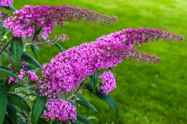 Butterfly Bush good for planting in fall landscaping