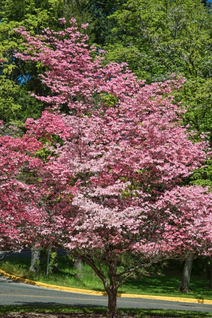 Dogwood tree is great for fall landscaping