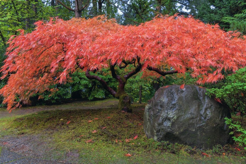 Japanese Maple Tree In Fall Landscaping