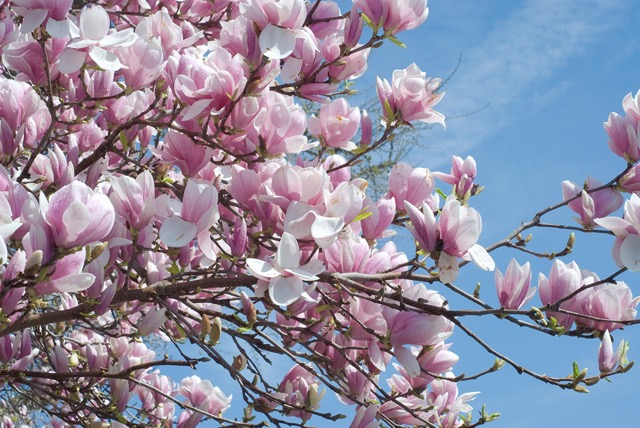 Magnolia for fall landscaping