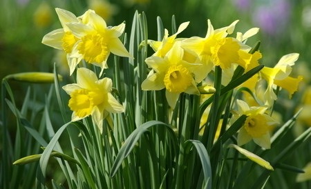 fall landscaping tips for daffodils