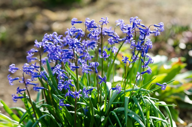 fall landscaping tips for hyacinth