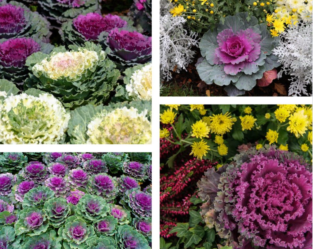 Ways to use ornamental cabbage and kale