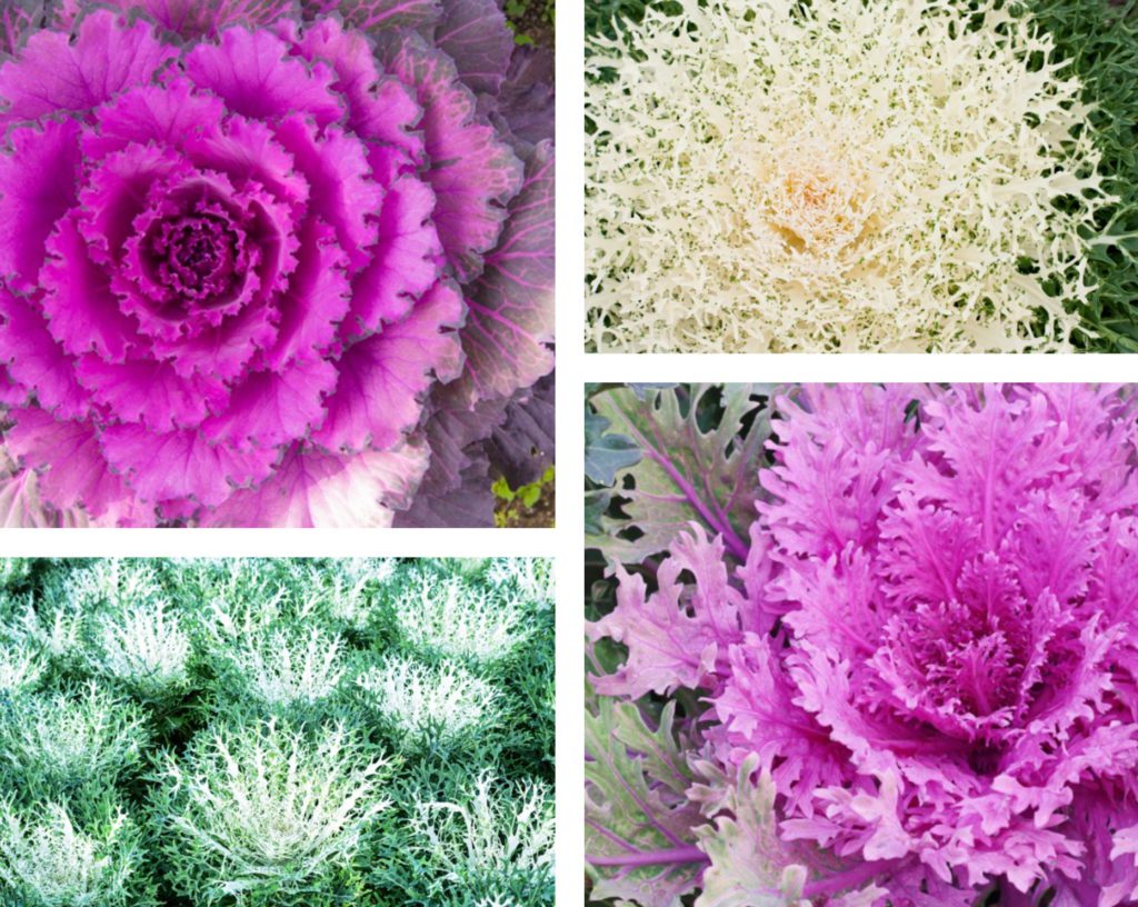 ornamental kale and cabbage
