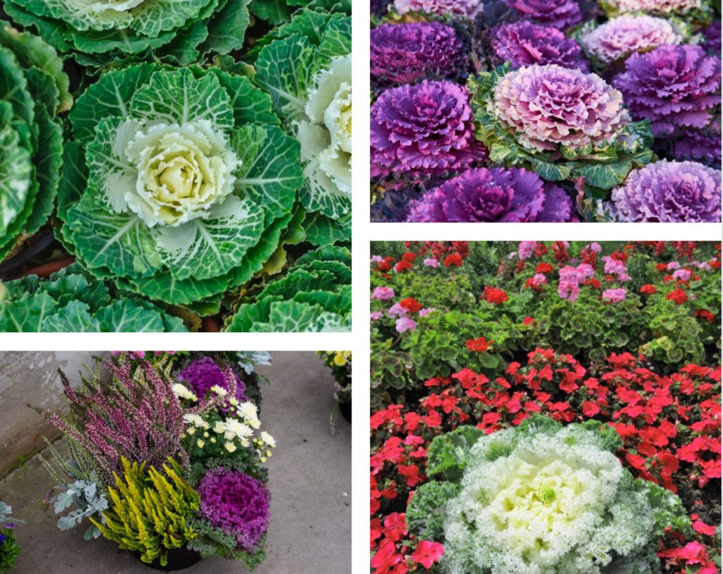 ways to use ornamental cabbage and kale in outdoor spaces