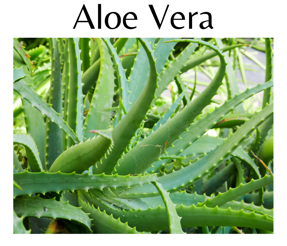 Aloe Vera