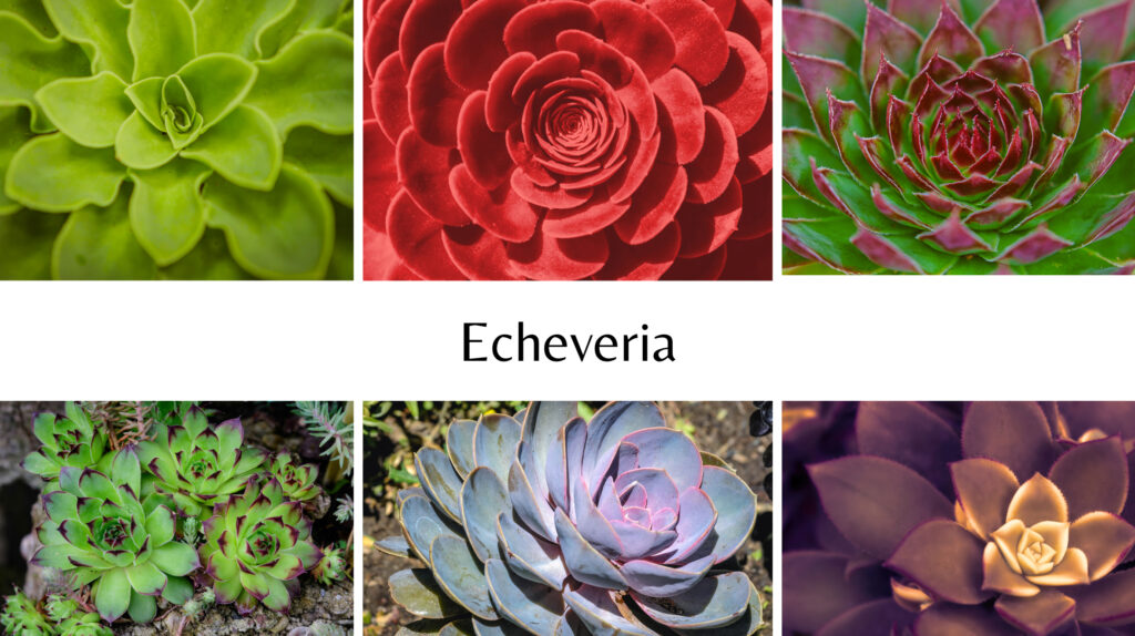 Echeveria