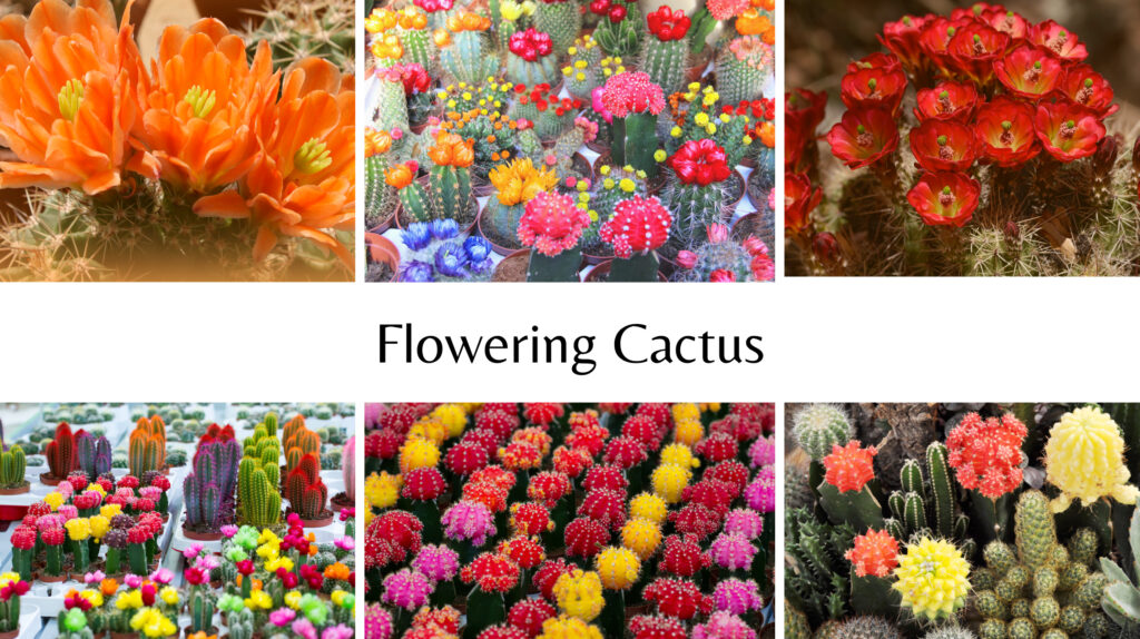 Flowering Cactus