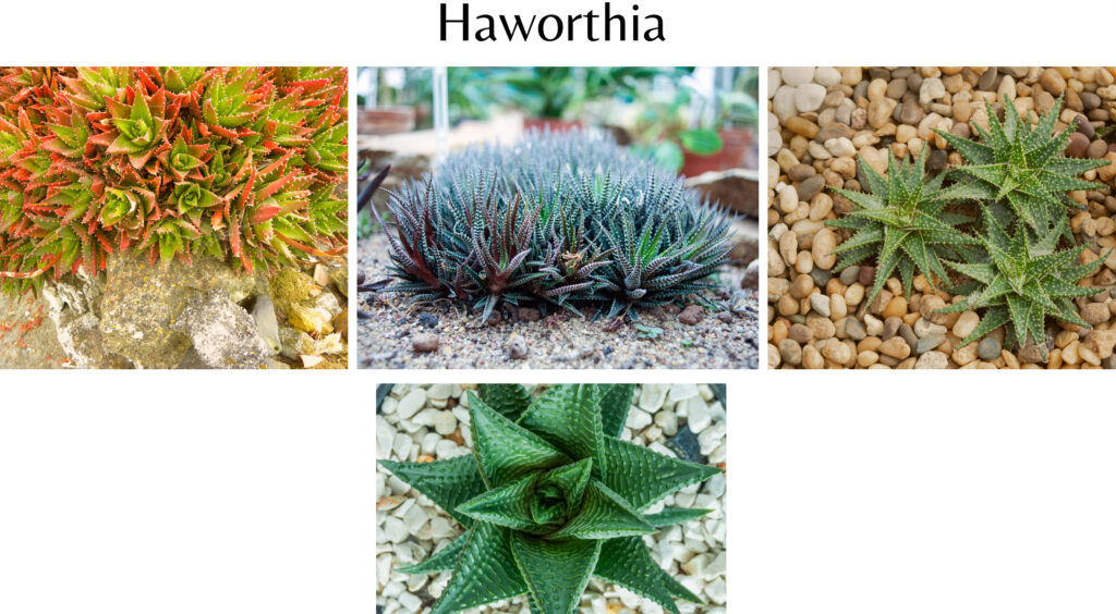 Haworthia