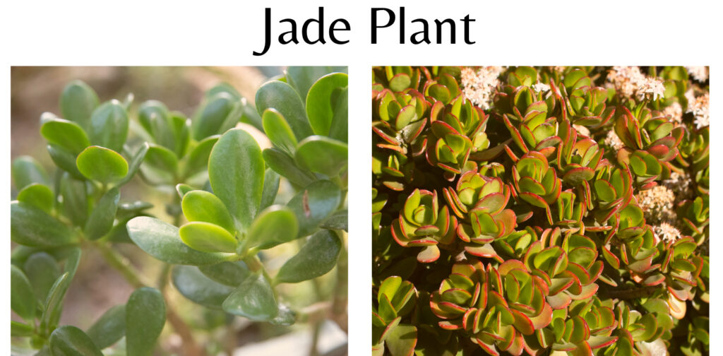 Jade Plant