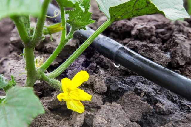 Seedling vegetable beds with drip irrigation system for drought-tolerant landscaping