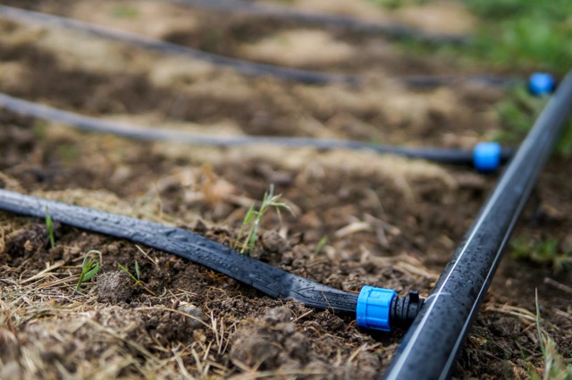 Drip irrigation system for drought-tolerant landscaping