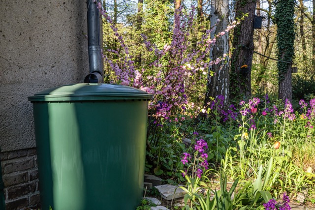 Rain barrel with flowers in a garden in spring for drought-tolerant landscaping