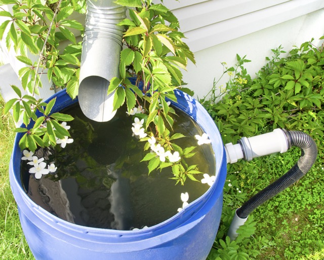 Drain for rain water in a plastic barrel for drought-tolerant landscaping