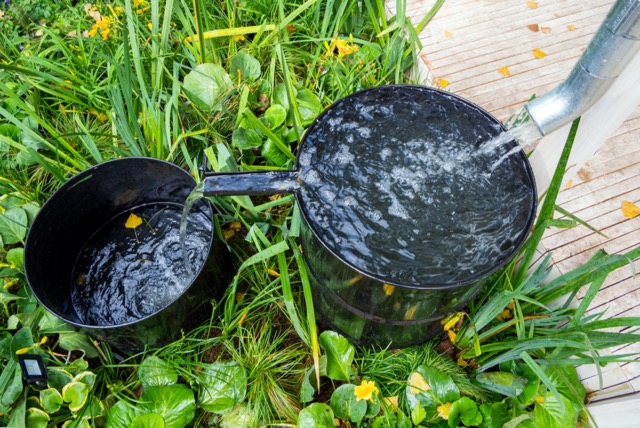 Drain for rain water in a plastic barrel for drought-tolerant landscaping