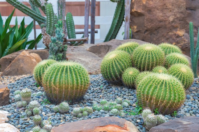 beautiful big cactus in the rock garden.