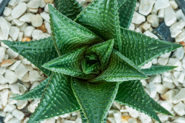 close-up of green fresh haworthia limifora variegata succulents