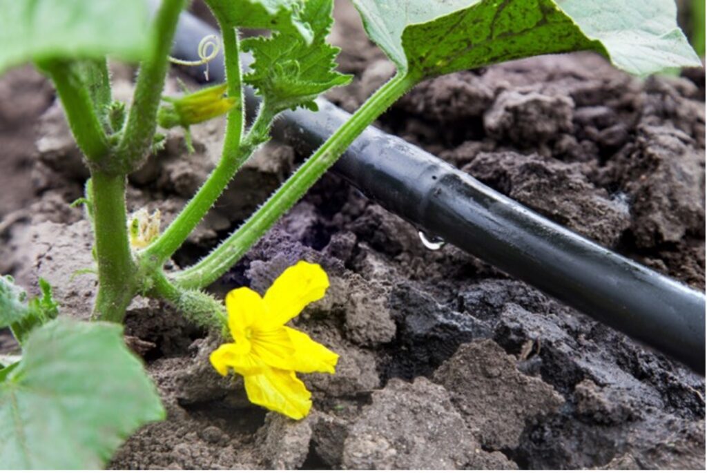 Drip Irrigation