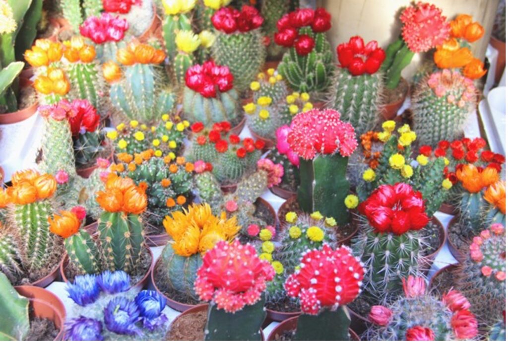 Flowering Cactus