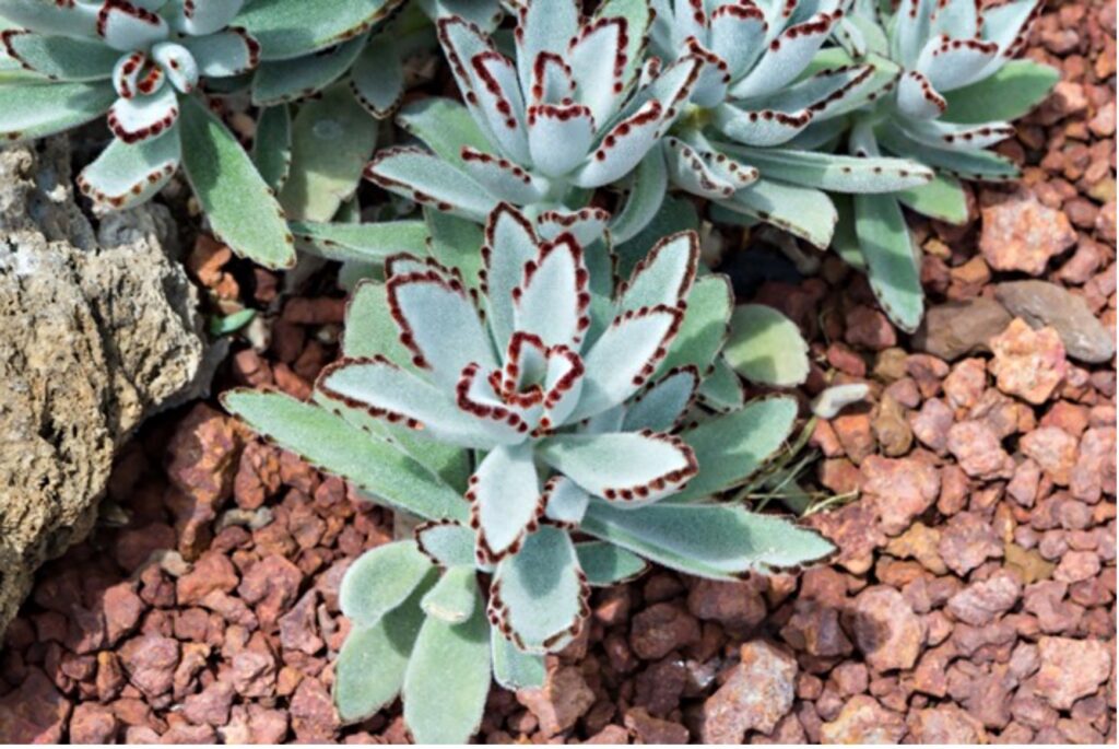 Echeveria