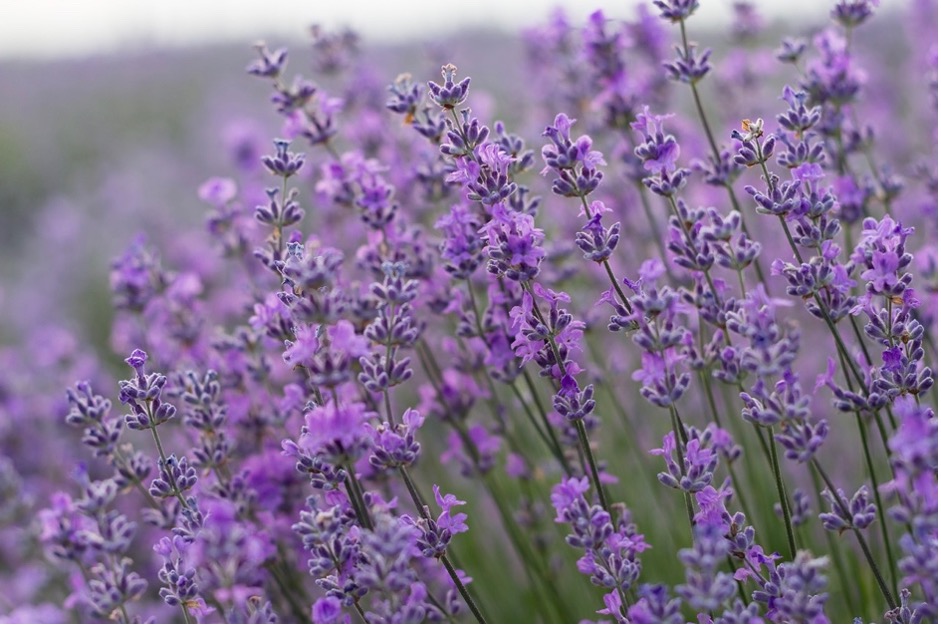 Lavender