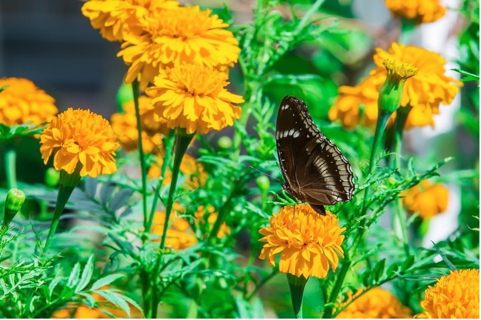 marigolds