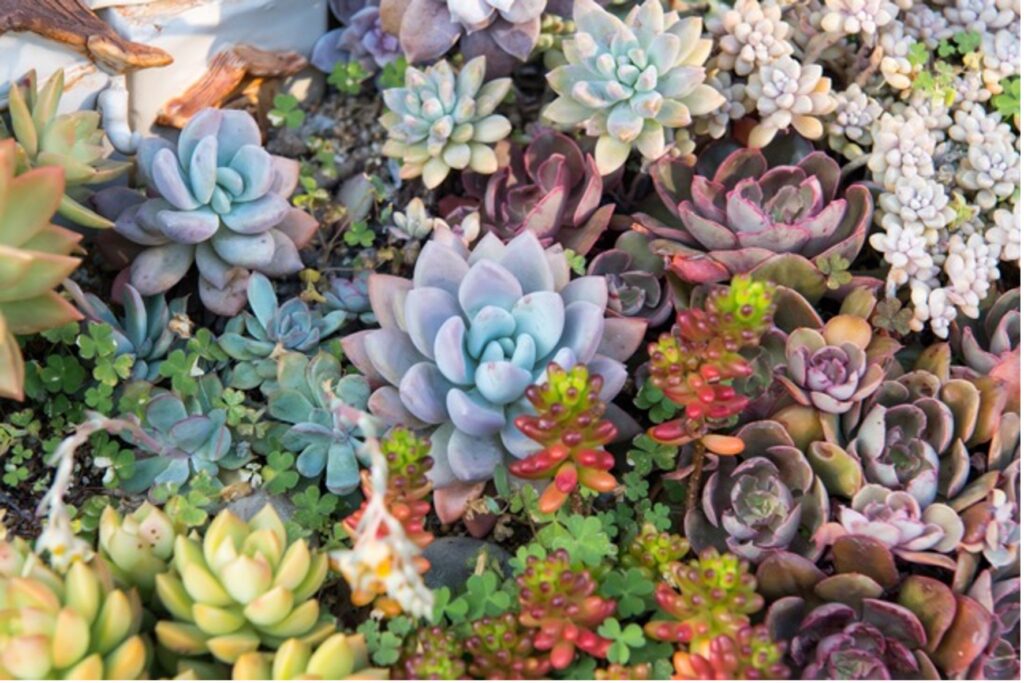 Succulents