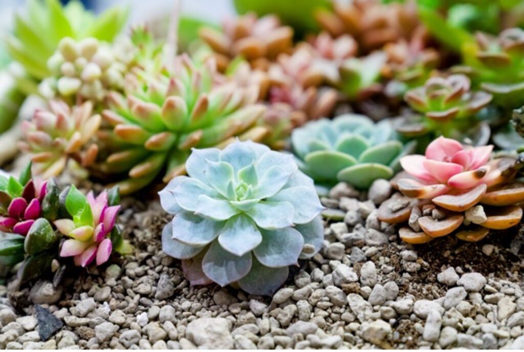 Succulents