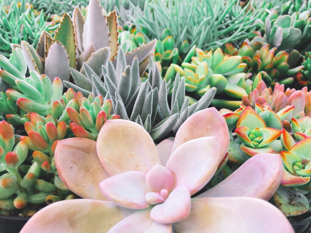 Succulents add diversity to landscapes. 