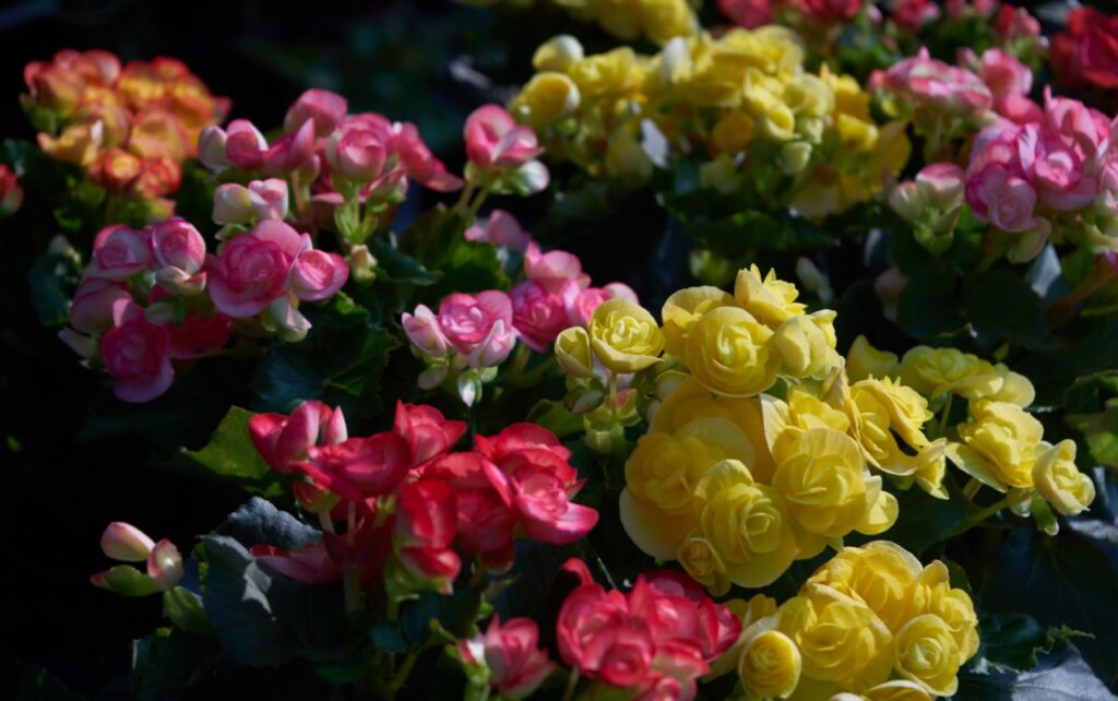 Begonias offer a wide range of colors and textures