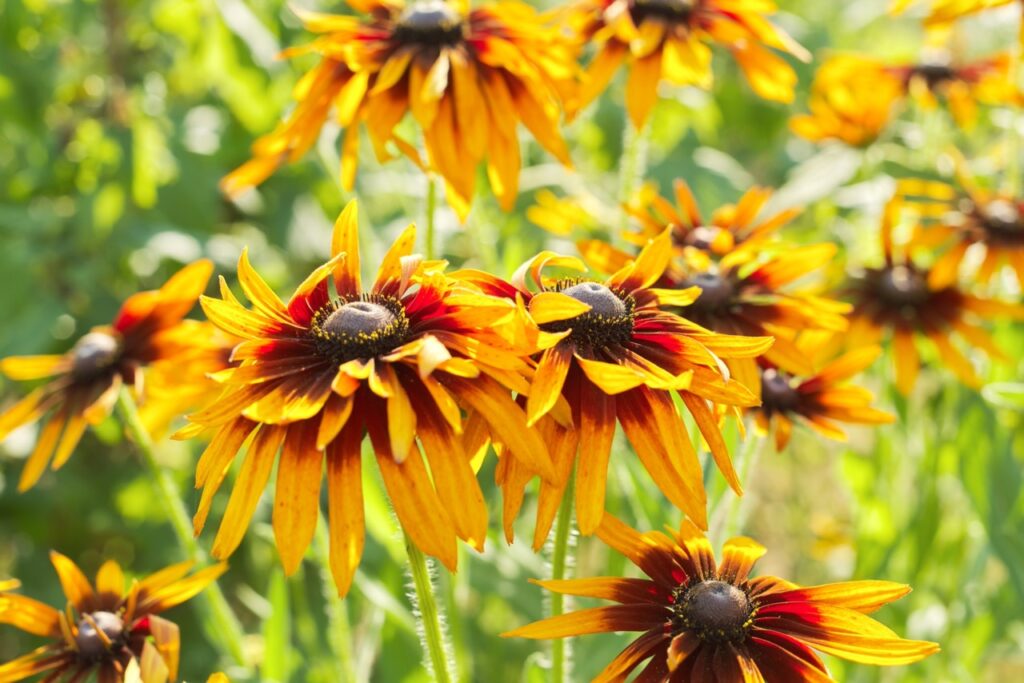 Summer blooming yellow rudbeckia black eyed susan