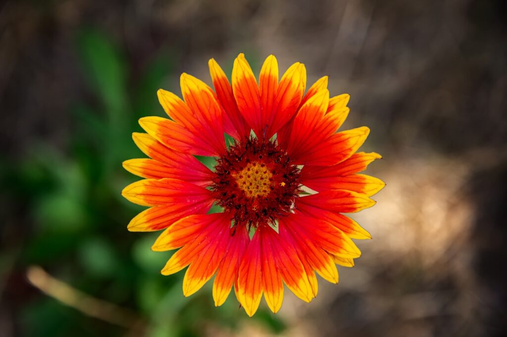 Blanket flowers have vibrant blooms with a distinctive reddish-brown center surrounded by brightly colored petals. 